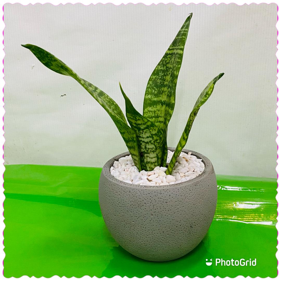 Plants